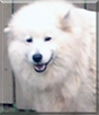 Rose the Samoyed