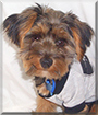 Hootie the Yorkshire Terrier