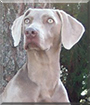 Bella the Weimaraner