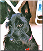 Simba the Scottish Terrier