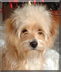 Cezar the Havanese mix