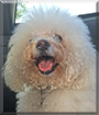 Dash the Bichon Frise