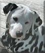 Lou Dog the Dalmatian