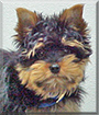 Cody the Yorkshire Terrier