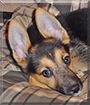 Rainy the German Shepherd Dog