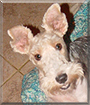 ChiChi the Wire Fox Terrier