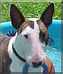 Bug the Bull Terrier