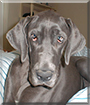 Daisy Mae the Great Dane