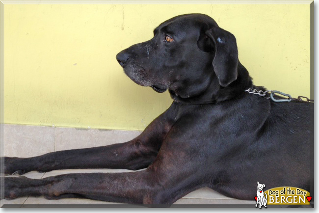 Bergen the Great Dane, the Dog of the Day