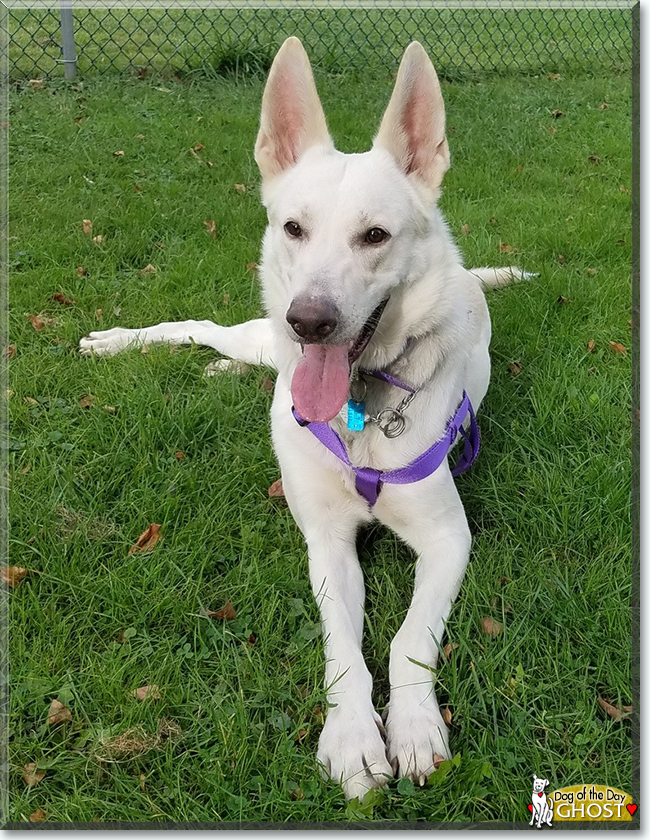 Ghost the German Shepherd Dog, the Dog of the Day