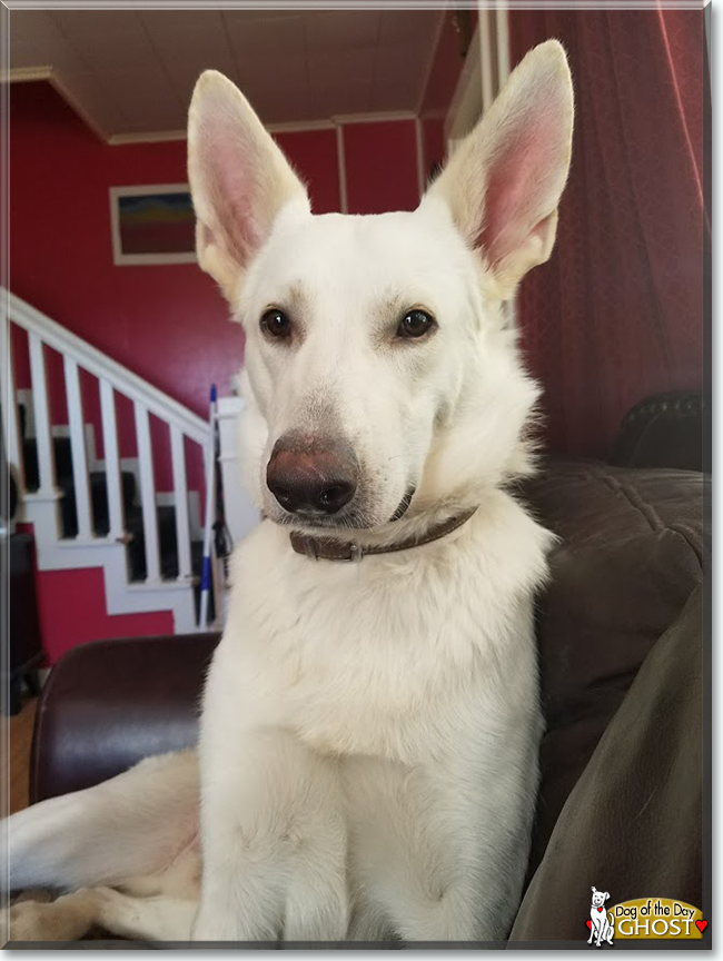 Ghost the German Shepherd Dog, the Dog of the Day