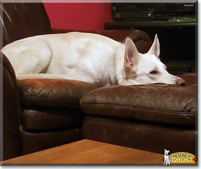 Ghost the German Shepherd Dog, the Dog of the Day