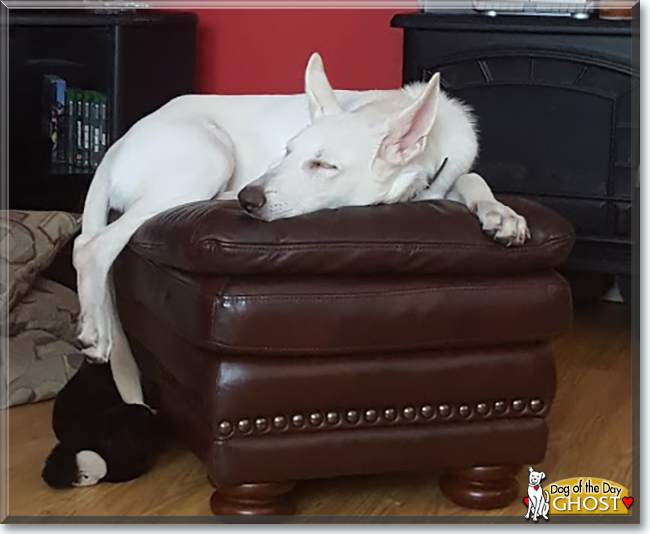 Ghost the German Shepherd Dog, the Dog of the Day