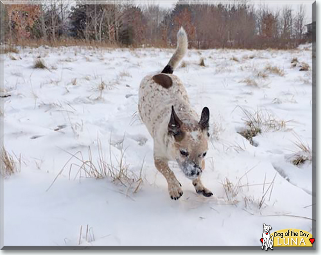 Luna the Red Heeler, Pug mix, the Dog of the Day