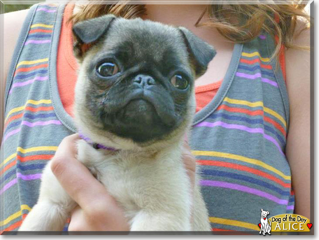 Alice Peach the Pug, the Dog of the Day