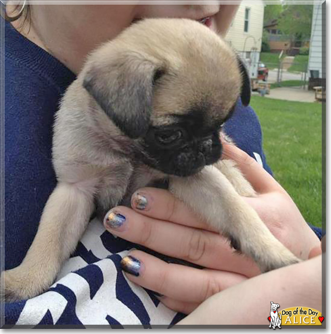 Alice Peach the Pug, the Dog of the Day