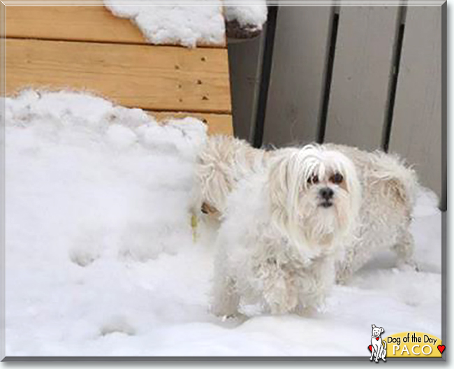 Paco the Maltese, the Dog of the Day