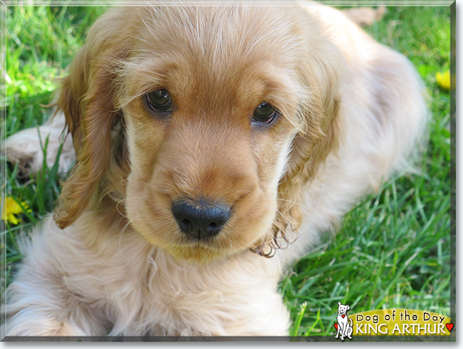 King Arthur the Cocker Spaniel, the Dog of the Day