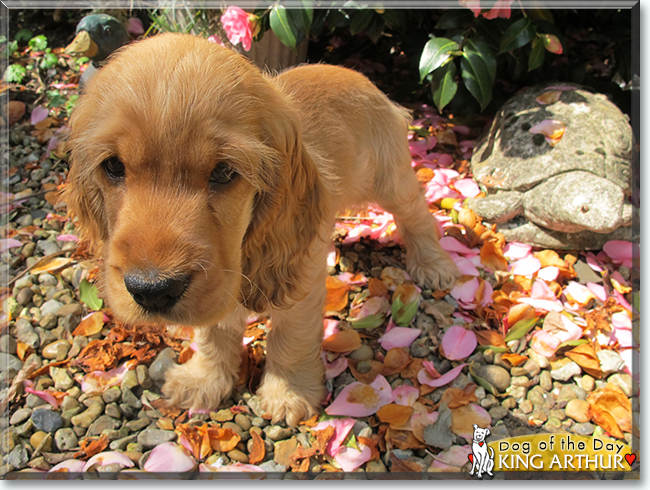 King Arthur the Cocker Spaniel, the Dog of the Day