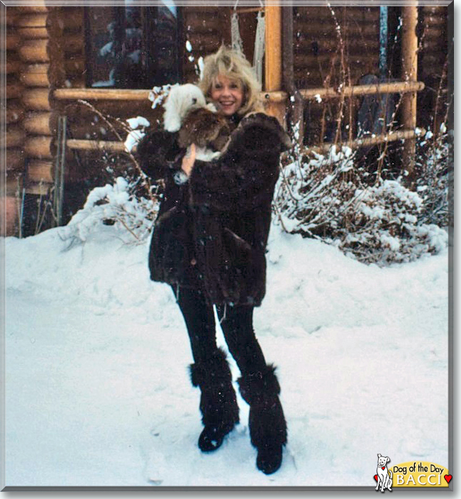 Bacci Bogie the Maltese, the Dog of the Day