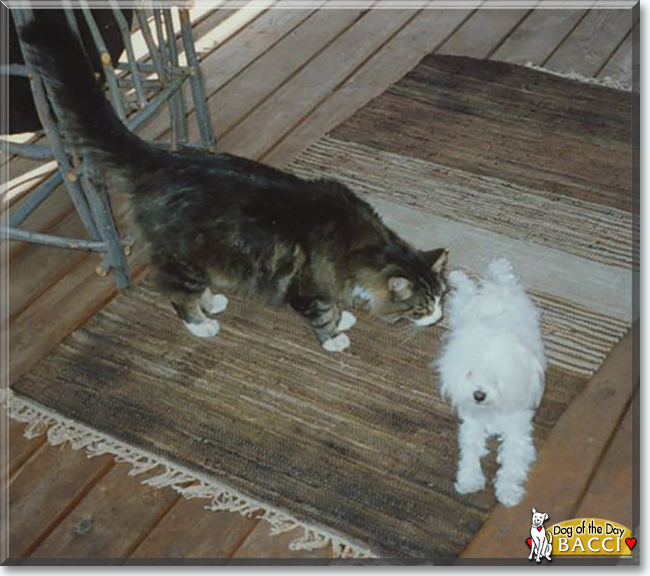 Bacci Bogie the Maltese, the Dog of the Day