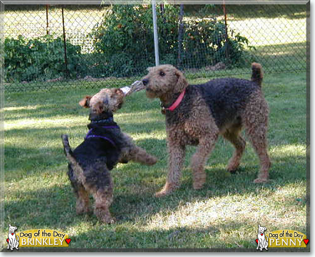 Penny the Airedale, Brinkley the Welsh Terrier, the Dog of the Day