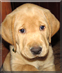 Finley the Labrador Retriever