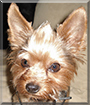 Buddy the Yorkshire Terrier