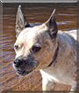 Luna the Red Heeler, Pug mix