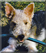 Nikki the Wire-Haired Fox Terrier