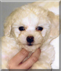 Daisy the Bichon Frise