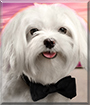 Bacci Bogie the Maltese