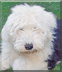 Rasta the Old English Sheepdog