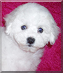 Snowflake the Bichon Frise