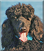 Kobe the Standard Poodle