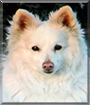 Tilly the American Eskimo Dog