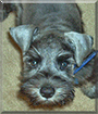 Scout the Miniature Schnauzer