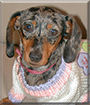 Macy the Dapple Dachshund