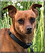 Dexter the Miniature Pinscher, Dachshund mix