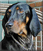 Ike the Black and Tan Coonhound