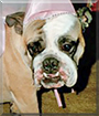 Mavis the English Bulldog