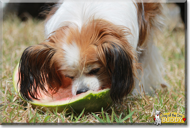 Buddy the Papillion mix, the Dog of the Day