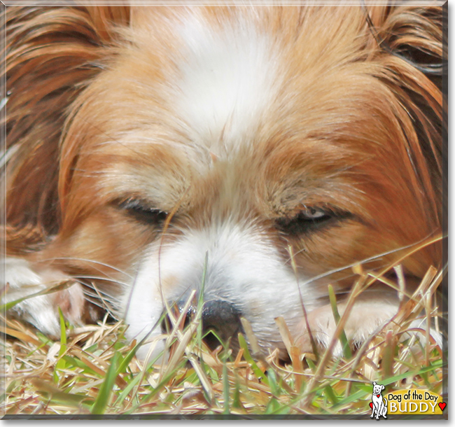 Buddy the Papillion mix, the Dog of the Day