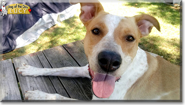 Lucy the Hound, Pitbull Terrier mix, the Dog of the Day