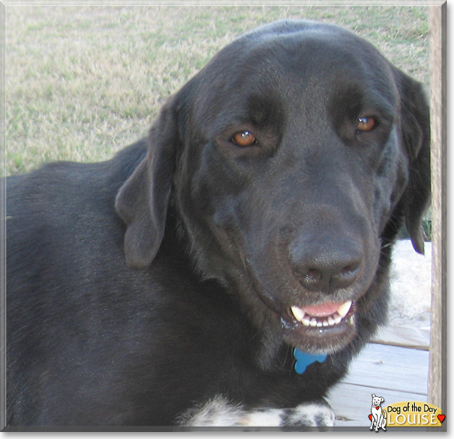 Louise the Labrador Retriever mix, the Dog of the Day