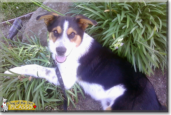 Picasso the Cattledog, Shepherd mix, the Dog of the Day