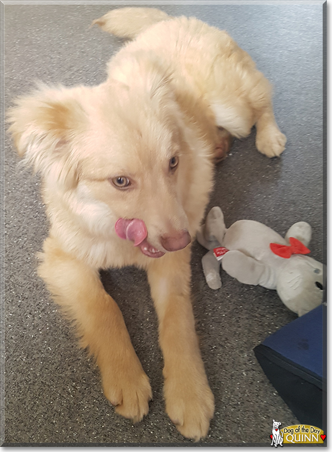 Quinn the Crossbreed Dog, the Dog of the Day