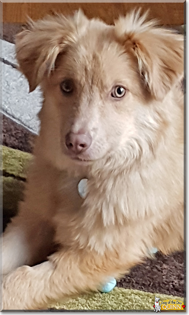 Quinn the Crossbreed Dog, the Dog of the Day