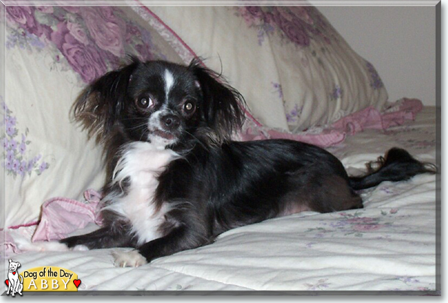 Abby the Chihuahua, the Dog of the Day