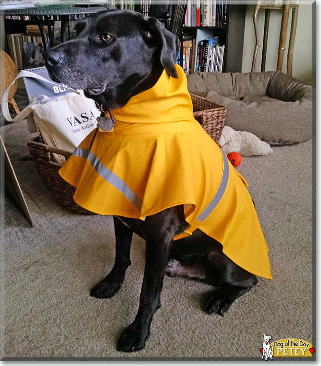 Petey the Labrador mix, the Dog of the Day
